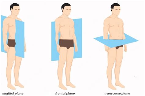 The Three Anatomical Body Planes and Movements - Sagittal, Coronal,& Transverse - Fitsri Yoga