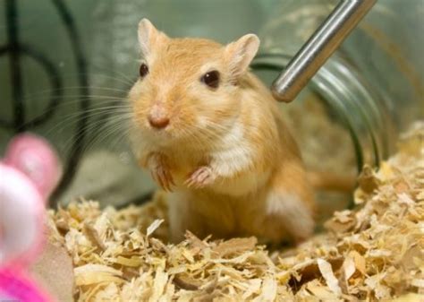 Gerbil Species and Breeds | LafeberVet