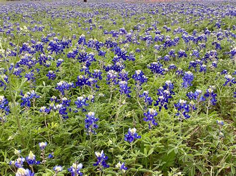 Texas Wildflowers: Pretty with Purpose - GVEC