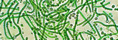 What Are Cyanobacteria? - Oklahoma Department of Environmental Quality