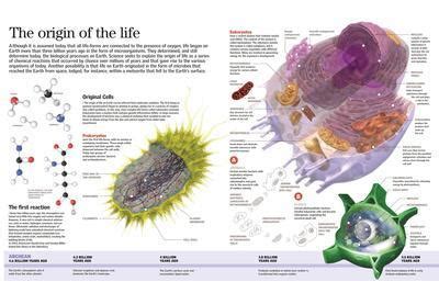 'Infographic of the First Forms of Life on Earth, 4.500 Million Years ...