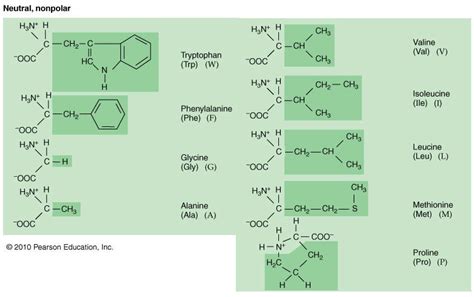 Neutral non-polar amino acids