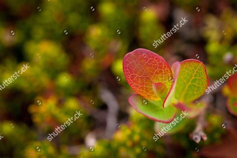 Bearberry Provides Beautiful Ground Cover Tundra Editorial Stock Photo ...