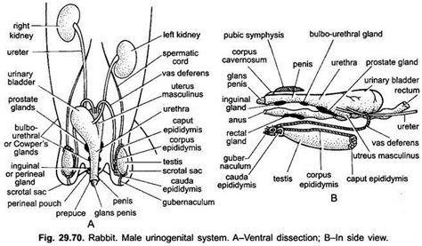 Reproductive System of Rabbit (With Diagram) | Chordata | Zoology