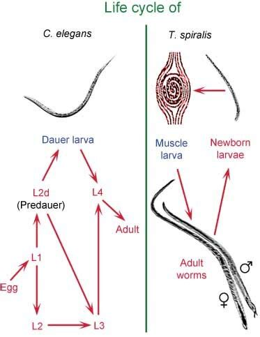 Life cycle of Caenorhabditis elegans (left) and Trichinella spiralis... | Download Scientific ...