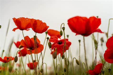 Poppy Flower Meaning: Symbolism, History, Memorial Day - Parade