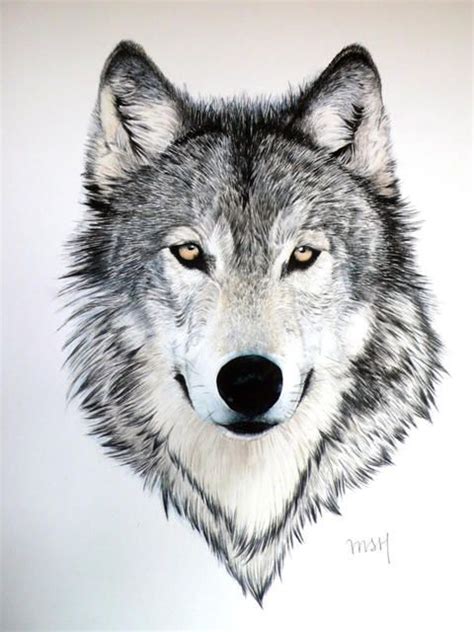 Imagenes De Lobo Gris Para Dibujar - Fin Construir