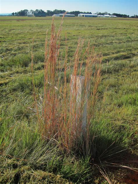 Long Grass On A Field Free Stock Photo - Public Domain Pictures