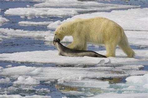 16 of the Fiercest Apex Predators in the World