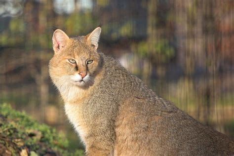 21 Wild Animals in Azerbaijan [Wildlife in Azerbaijan] - Kevmrc