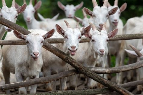 All You Need To Know About Goat Farming - The Happy Chicken Coop