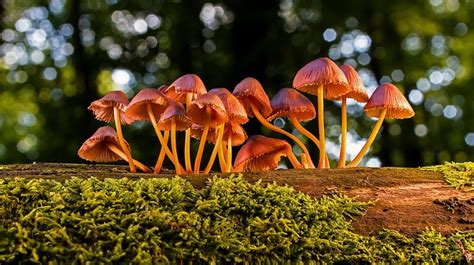 Oregon Takes a Step Toward Legalizing Psychedelic Mushrooms