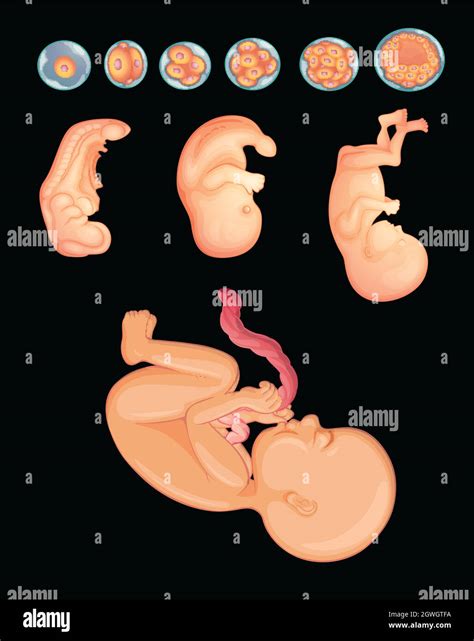 Diagram showing how baby grows during pregnancy Stock Vector Image ...