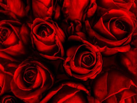 Bloody Roses | A background of bloody roses. It can represen… | Flickr