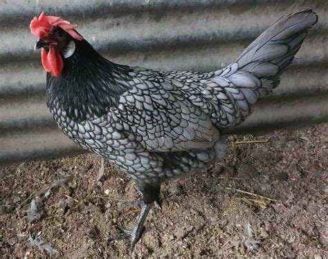 Andalusian Chicken: Eggs, Height, Size and Raising Tips