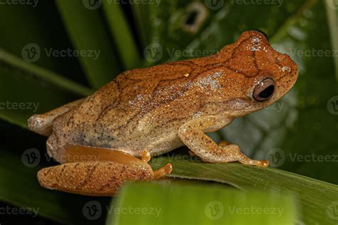 Small Tree Frog 16322922 Stock Photo at Vecteezy