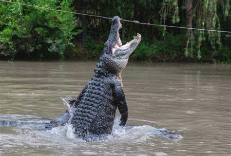 Wild Florida hosts 4th Annual Gator Week promoting alligator conservation & family fun - The ...