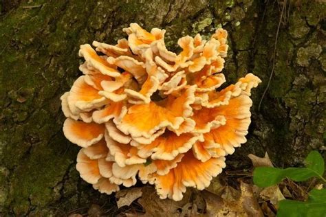 Top 11 Edible Mushrooms that Grow on Trees (Name & Photos)