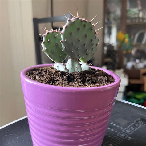 🌵 Why Are My Violet Prickly Pear Leaves Curling?