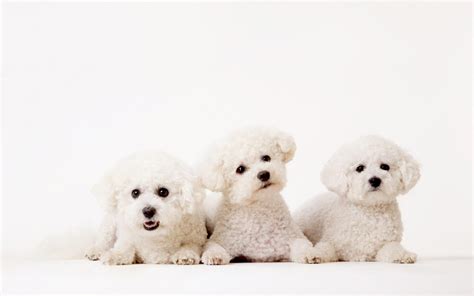 List of Small Fluffy Dog Breeds | LoveToKnow