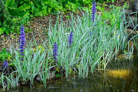 15 Best Ornamental Grasses That Grow in Shade - Garden Tabs | Ornamental grasses, Perennials ...