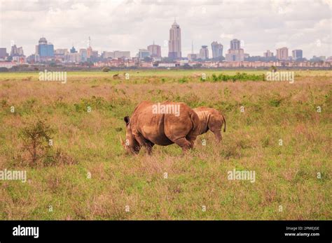 A rhino and a calf against the background of Nairobi City Skyline at Nairobi National Park ...