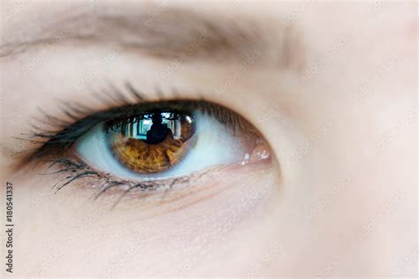 Female brown eyes Stock Photo | Adobe Stock