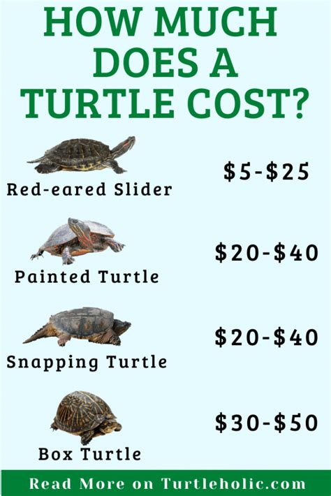 How Much Do Painted Turtles Cost