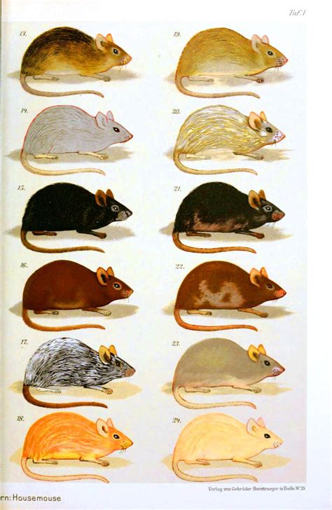 Animal - Mouse - Genetics 2 | Vintageprintable | Pet mice, Fancy mouse ...