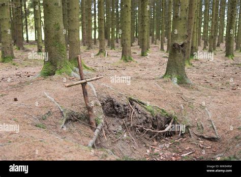 Bois Jacques foxholes in the Ardennes forest near Foy Belgium Stock ...