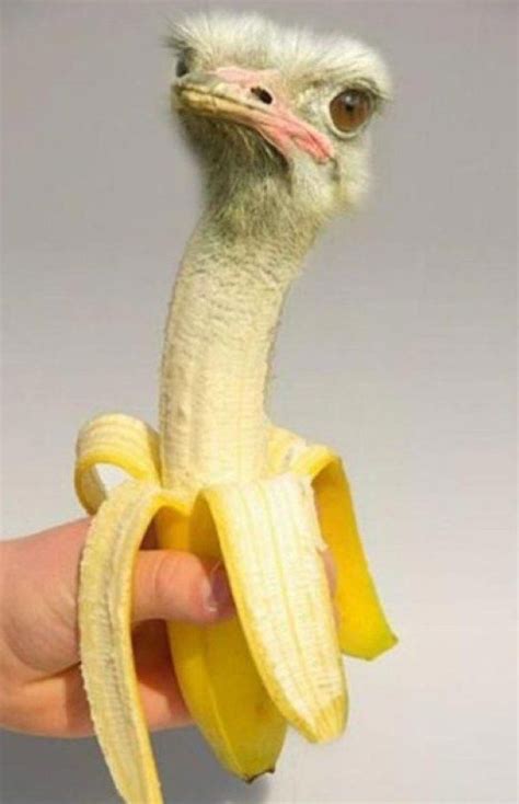 Photoshopped Banana Made to Look Like an Ostrich #PhotoshopLustig in 2020 | Lustige bilder von ...