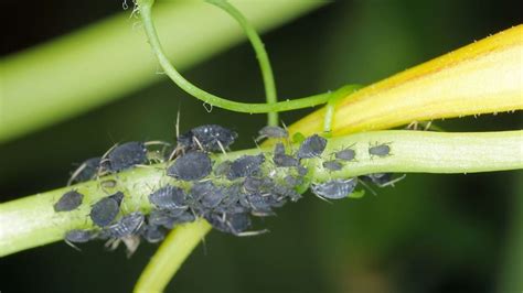 Are You Seeing Tiny black bugs on plants outside? Then read this