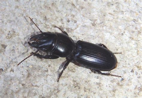 Big Headed Ground Beetle: Identification, Life Cycle, Facts & Pictures