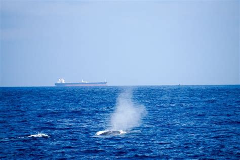 2024 (Colombo) Kalpitiya Whale Watching Tour - Tripadvisor