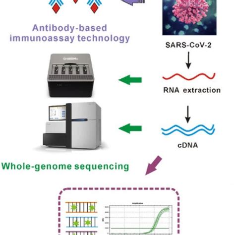 Schematic illustration of the RT-PCR assay. Reprinted by permission ...