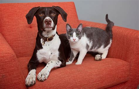 Can a Cat and Dog Be Friends? | Best Friends Animal Society