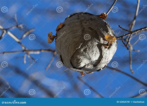 Hornets Nest stock image. Image of blue, nest, tree, bees - 52064781