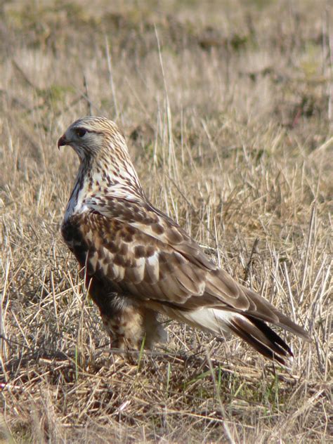 Rough-legged buzzard - Wikipedia