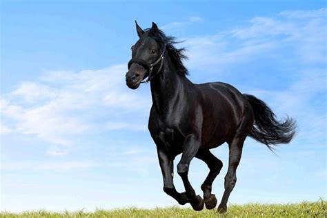 Aggregate 59+ black horse wallpaper best - in.cdgdbentre