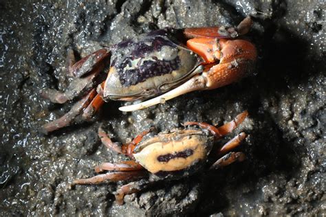 How climate change threatens Hong Kong’s vital fiddler crabs and why the crustaceans are a ...