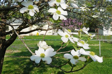 clothespins: flowering dogwood tree