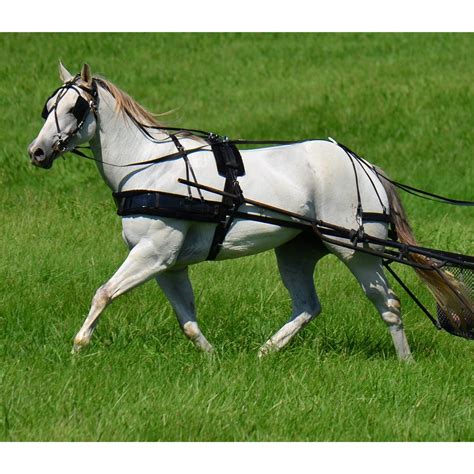 Buy Biothane Horse Harness for Sale From Two Horse Tack