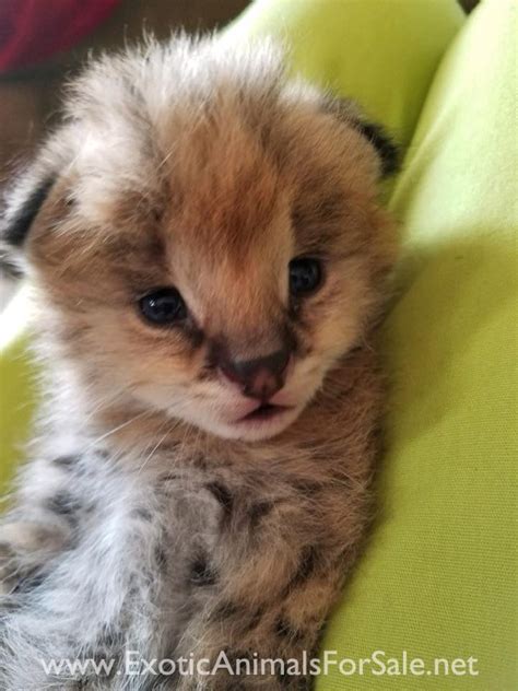 Serval kittens for Sale