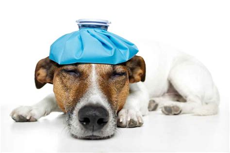 Pedialyte For Dogs (What To Do When Your Dog Is Dehydrated)