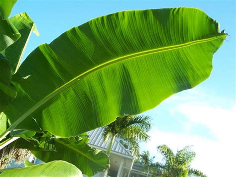 Banana Leaves by Gravity International, Banana Leaves from Madurai Tamil Nadu | ID - 3050382