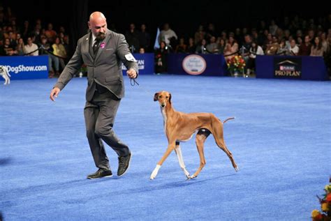 Stache the Sealyham terrier wins the National Dog Show | WXPR