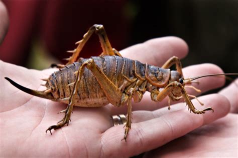 New Zealand Weta | Biggest insect, Unusual animals, Insects