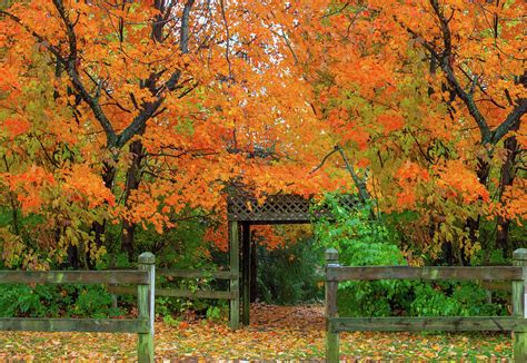 Fall Colors-Trees -Hamilton County Indiana #2 Photograph by William Reagan - Fine Art America