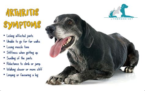 Arthritis in Dogs - Lynbrook Vet