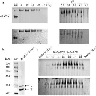 a Coomassie blue (above) and iron staining (below) of native gel... | Download Scientific Diagram